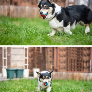 Squeaky Tennis Ball 3-Pack